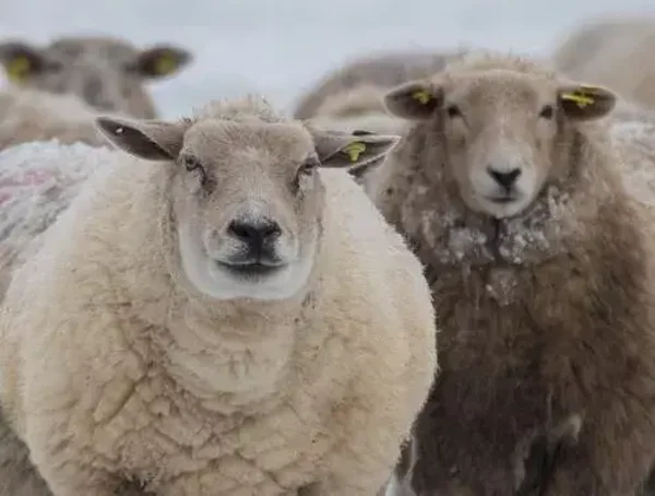 Tuinposter schapen