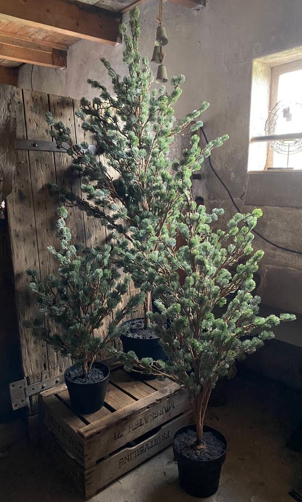 Brynxz Larix boompje, maat L