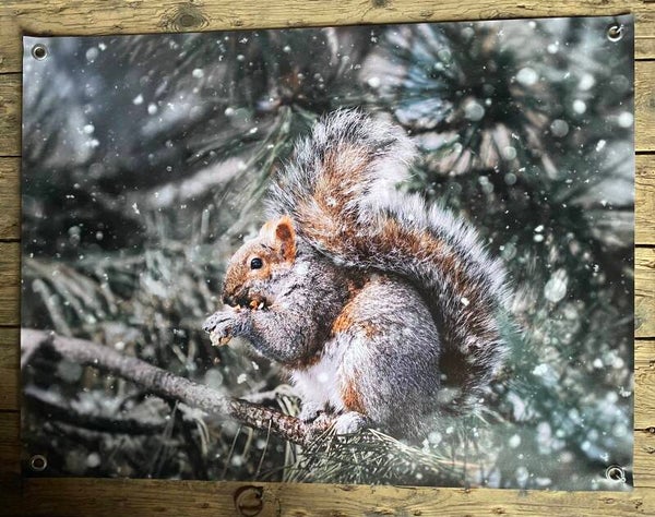 Tuinposter eekhoorn in de sneeuw