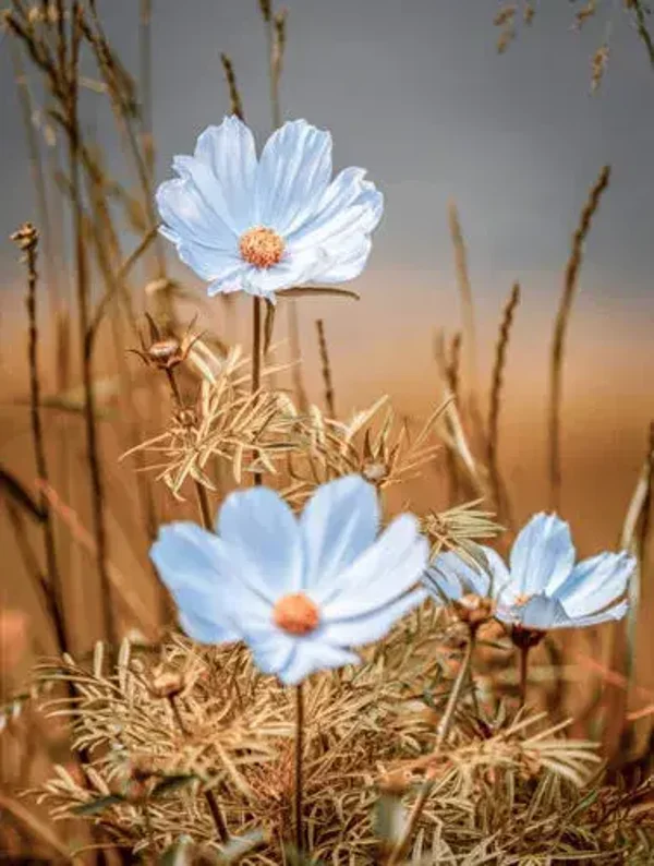 Tuinposter nr 457