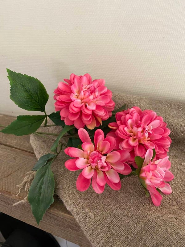 Dahlia roze