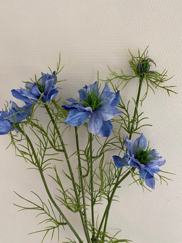 Nigella