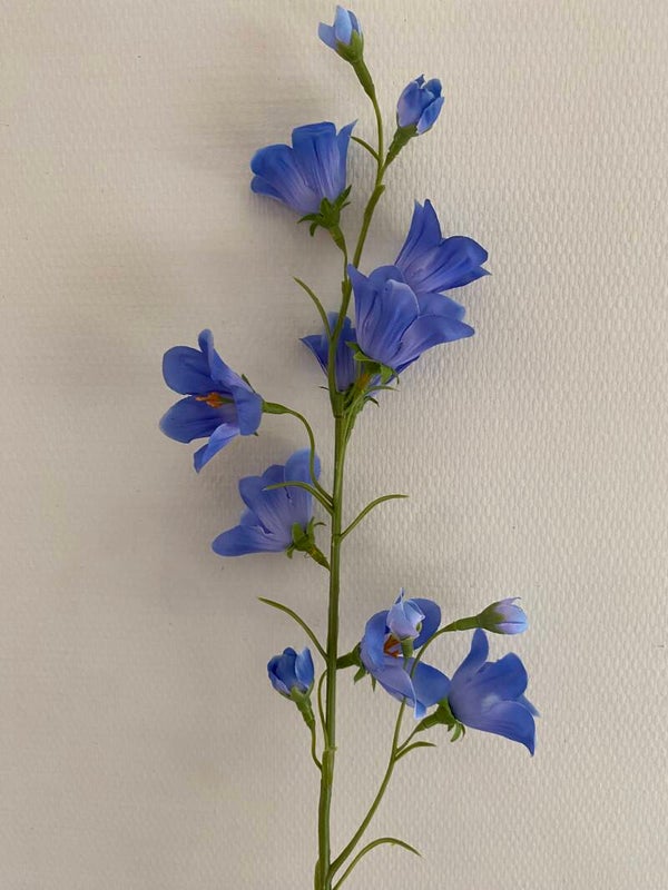 Campanula