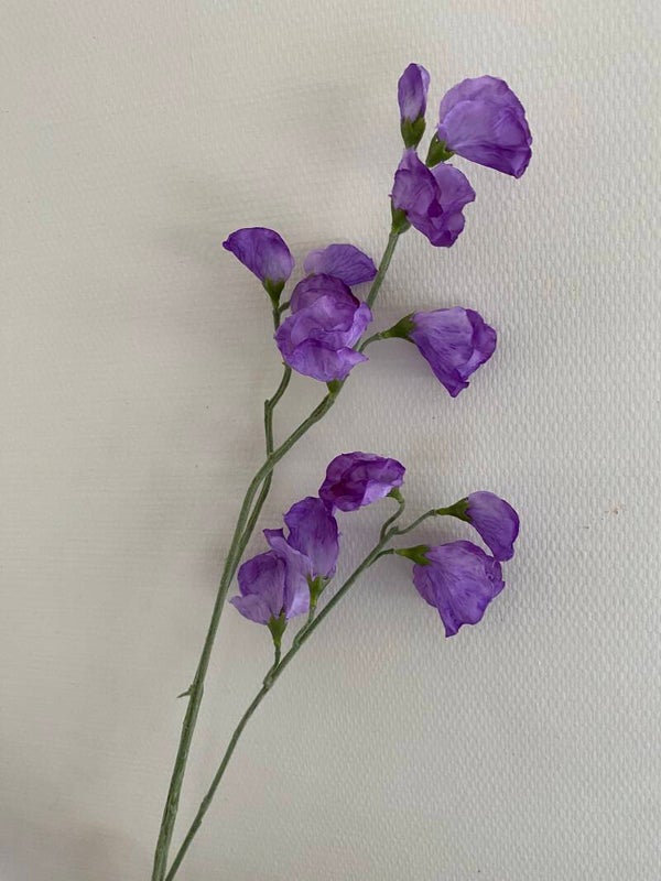 Lathyrus paars