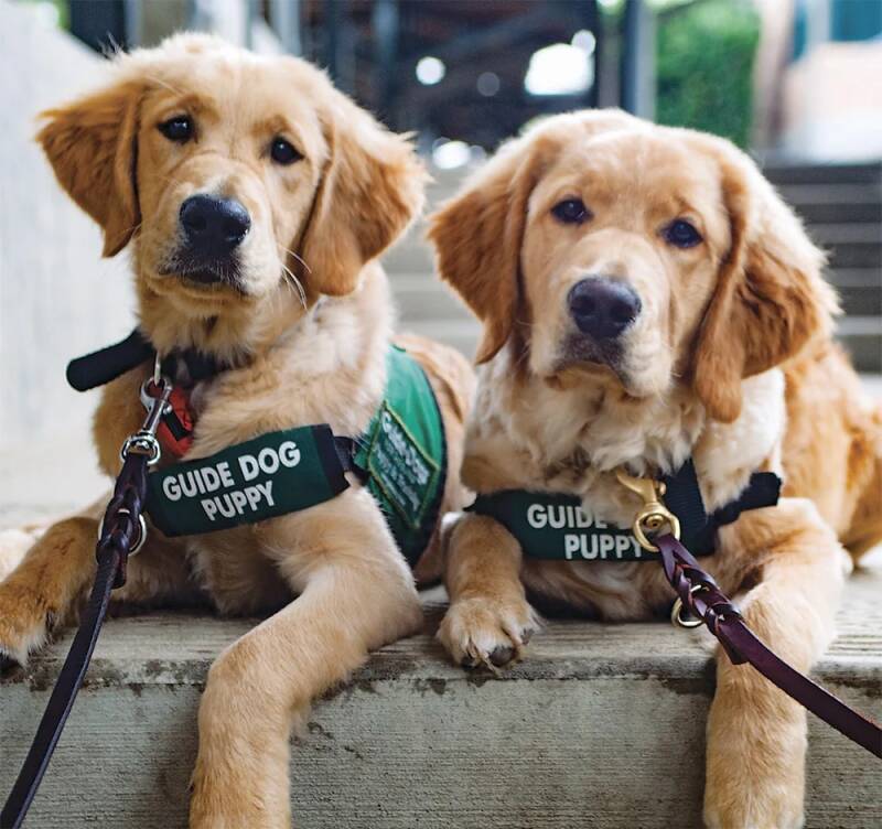 https://www.guidedogs.org/gad-old/dogs-for-veterans/