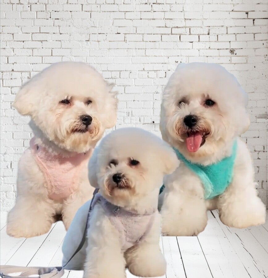 winter wandel tuig met riem