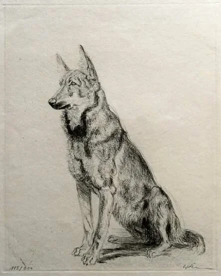 Walther Klemm (1883–1957 Germany)  Ets 'Schäferhünd', ~1925  Gesigneerd met potlood