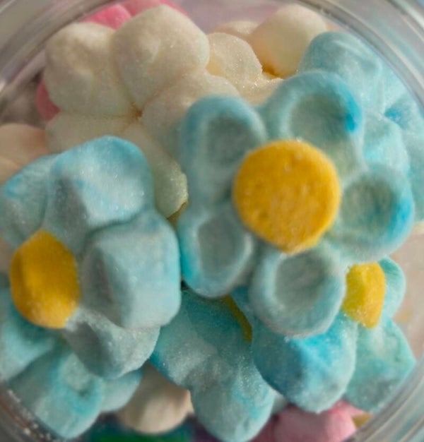 Verschiedene Gänseblümchen