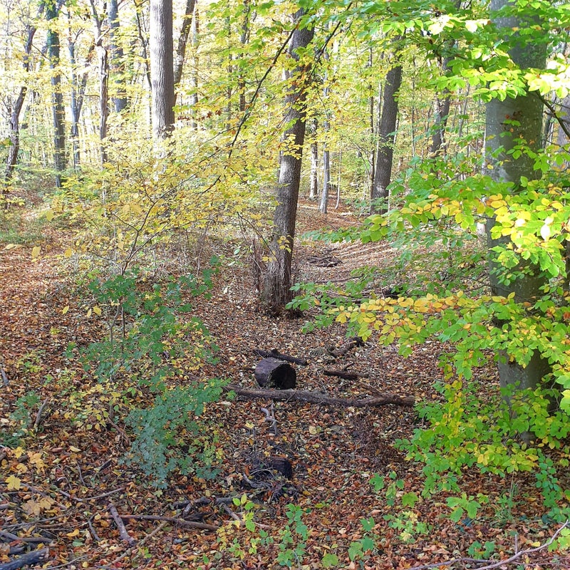 IMG-20211031-WA0022.jpg
