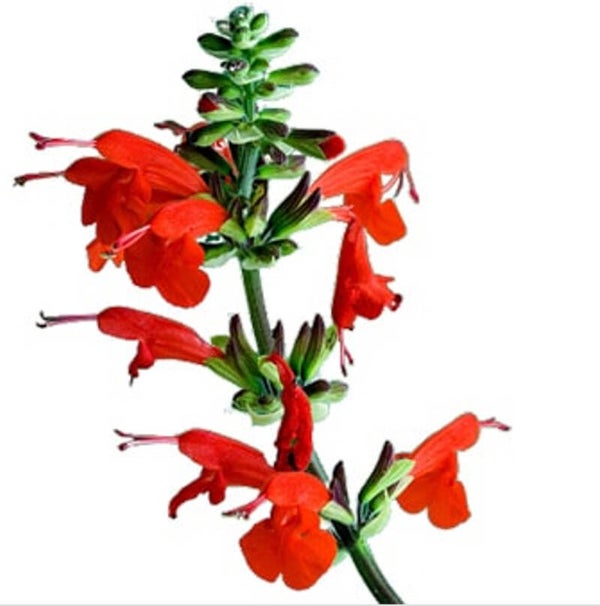Pineapple Sage