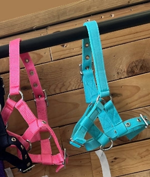 Foal/mini shetland headcollar