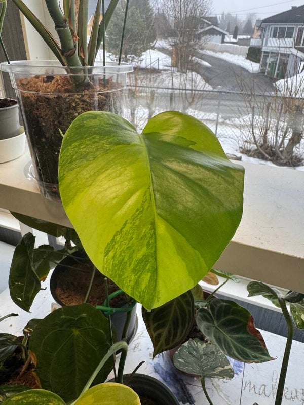 Monstera Borsigiana Aurea