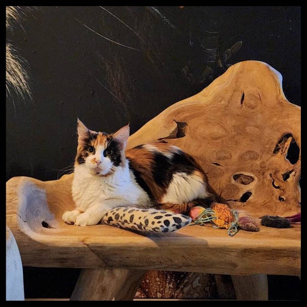 Teak Root Chair