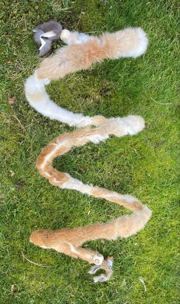 Spiralis Cuniculus falsa Cattery