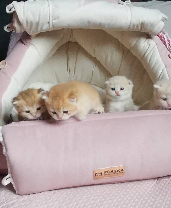 Praska Baby Born kittenhuis