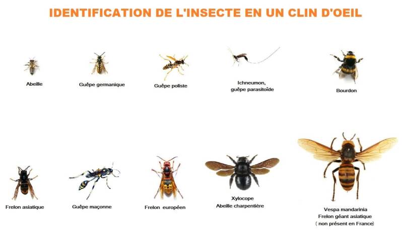 Frelon asiatique, frelon européen et différentes espèces de guêpes présentés pour faciliter leur identification et leur reconnaissance.