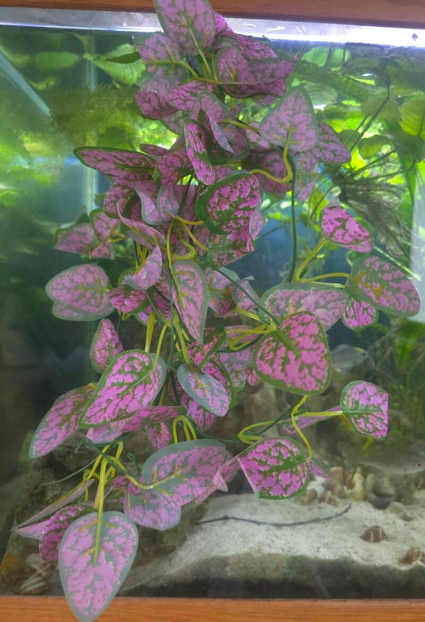 Plante à suspendre 06