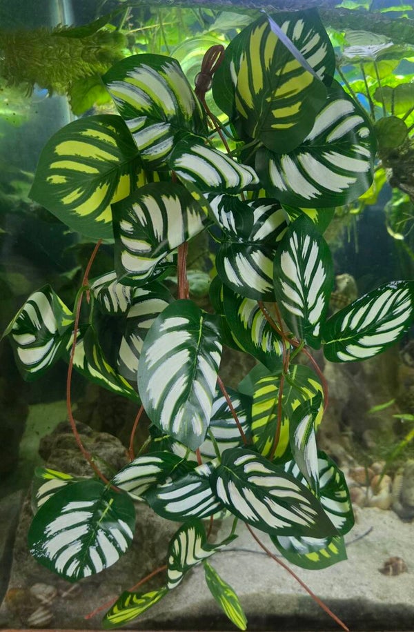 Plante à suspendre 08