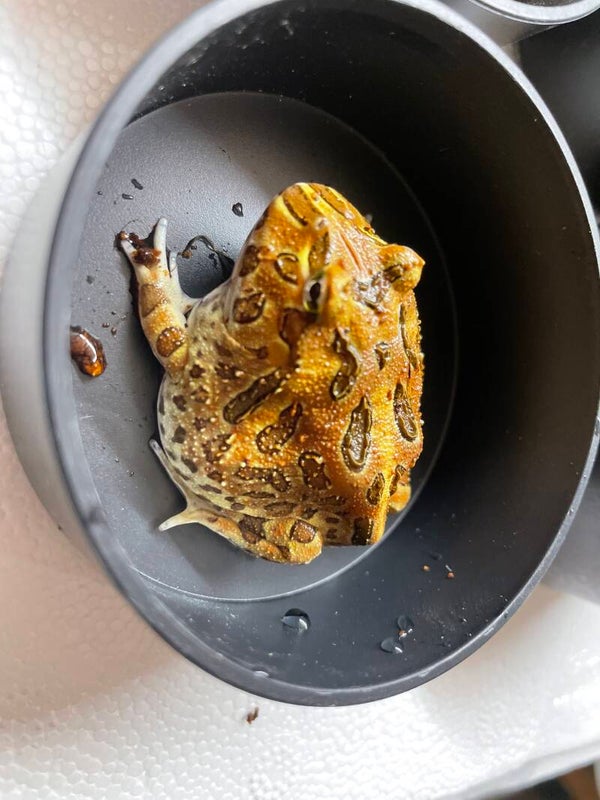 Grenouille Pacman Marron