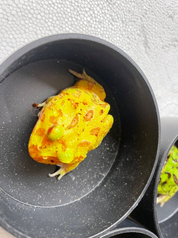 Grenouille Pacman Albinos