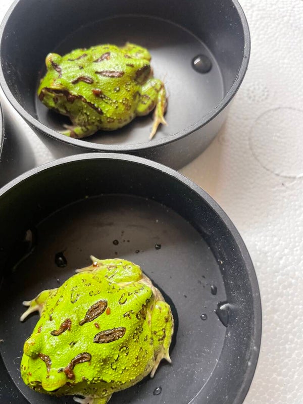 Grenouille pacman verte