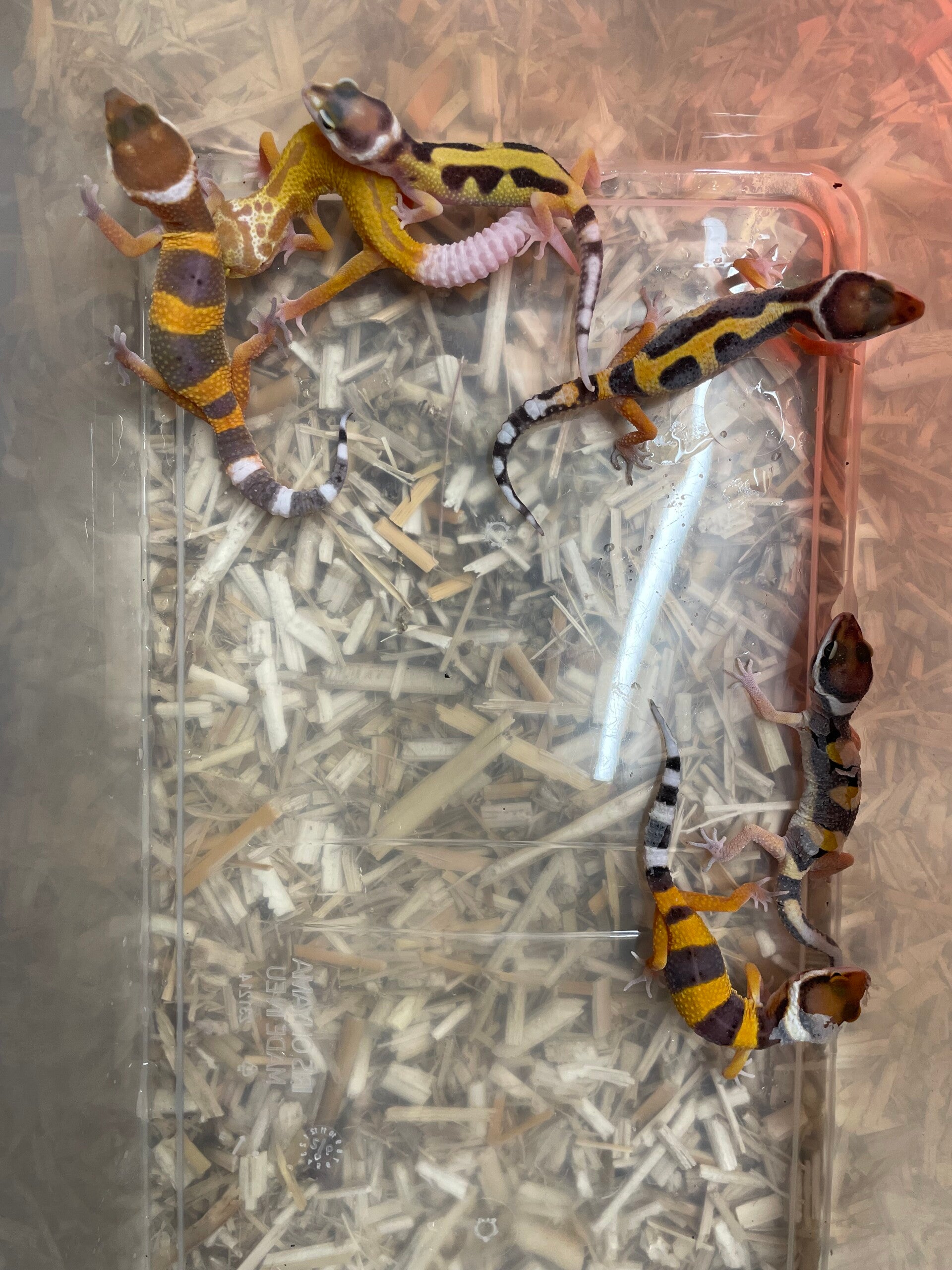 Gecko Léopard Juvénile
