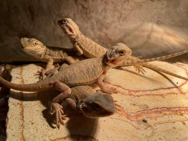 Pogona vitticeps