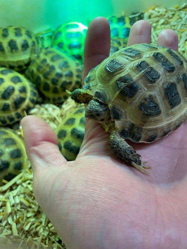Tortue des steppes 7-9cm