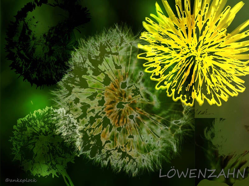 21072026-loewenzahn-standard-2prlw4.jpg