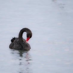 blackswan-5-1.jpg
