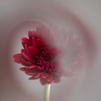 ankeplock-modul4-gerbera-2-standard.jpg