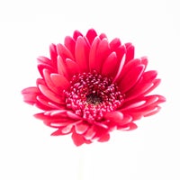 ankeplock-modul4-gerbera-3-standard.jpg