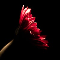 ankeplock-modul4-gerbera-4-standard.jpg