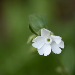 pflanzen-1-5.jpg