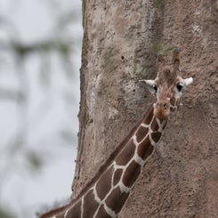 opelzoo-1-standard.jpg