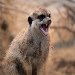 opelzoo-2-standard.jpg