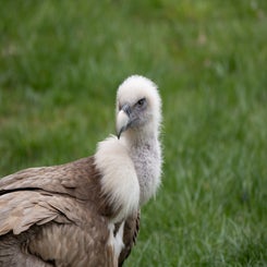 opelzoo-3-standard.jpg