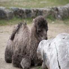 opelzoo-6-standard.jpg