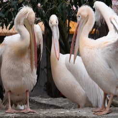 opelzoo-8-standard.jpg