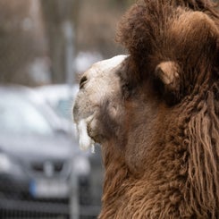 opelzoo-9-standard.jpg