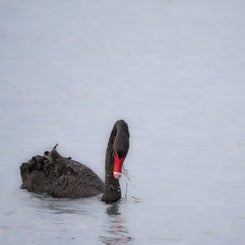 blackswan-6-1.jpg