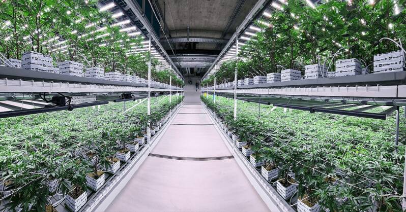 Cannergrow webinar news
