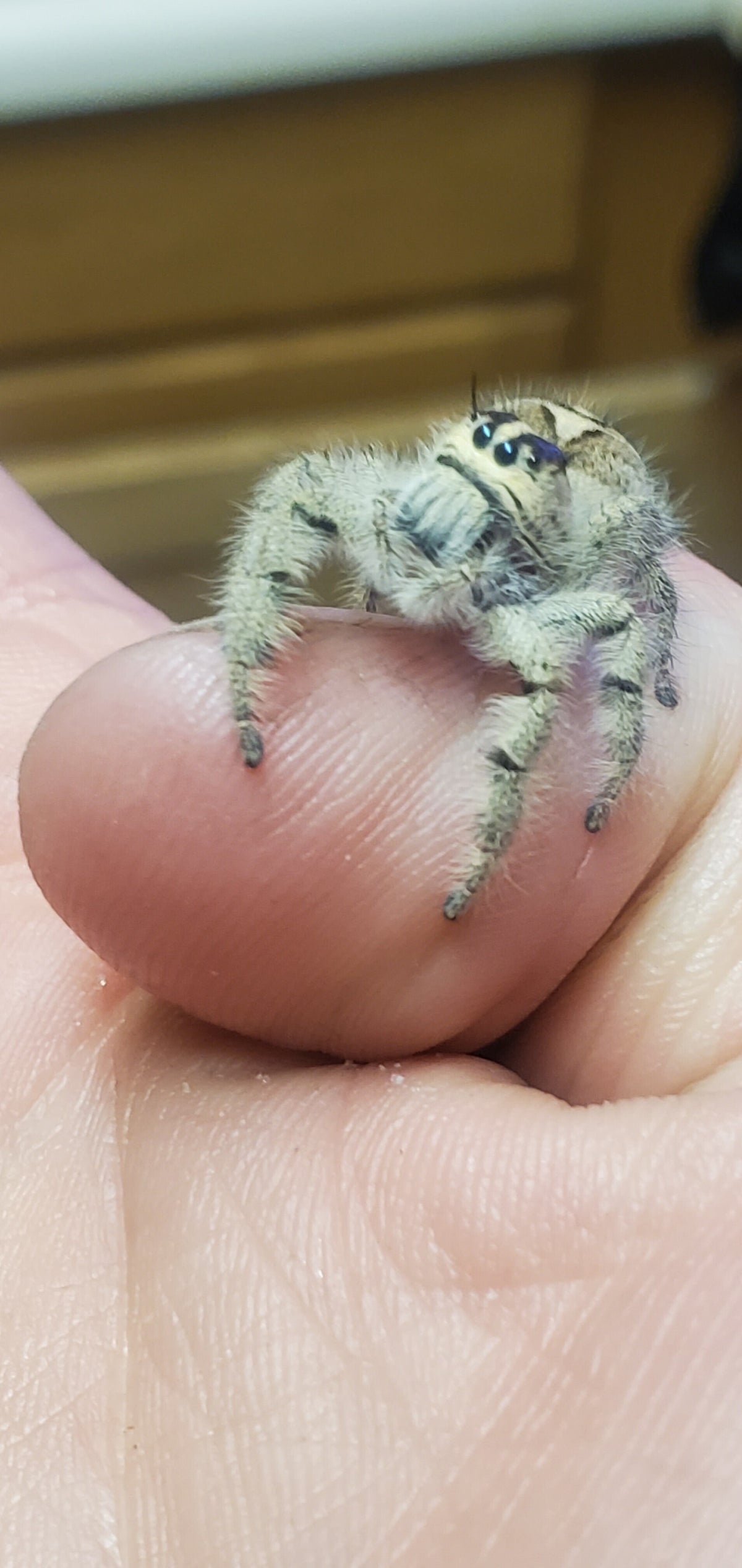 Mini Hygrometer/Thermometer — Itsy Bitsy Friends Jumping Spiders