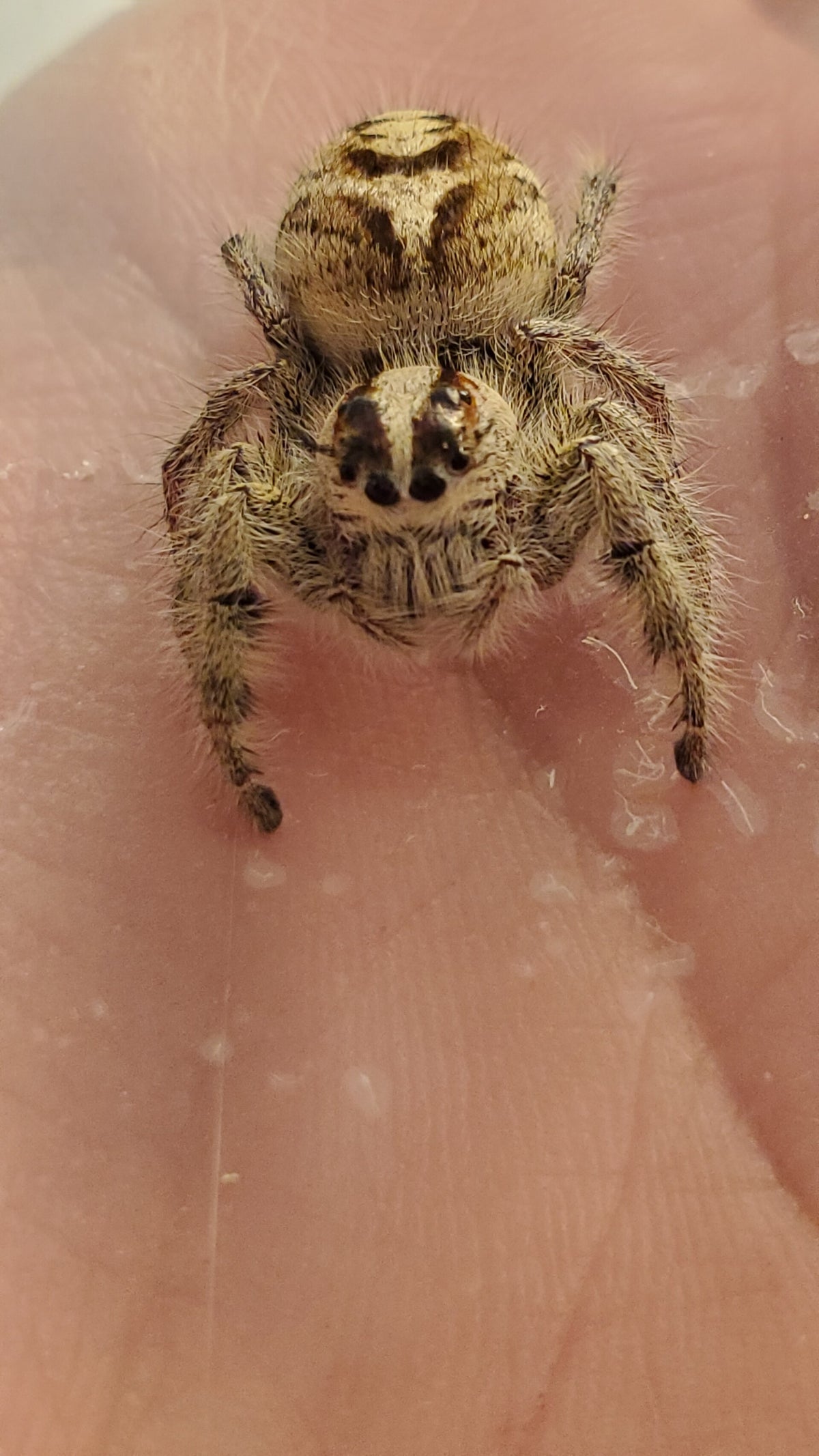 Mini Hygrometer/Thermometer — Itsy Bitsy Friends Jumping Spiders