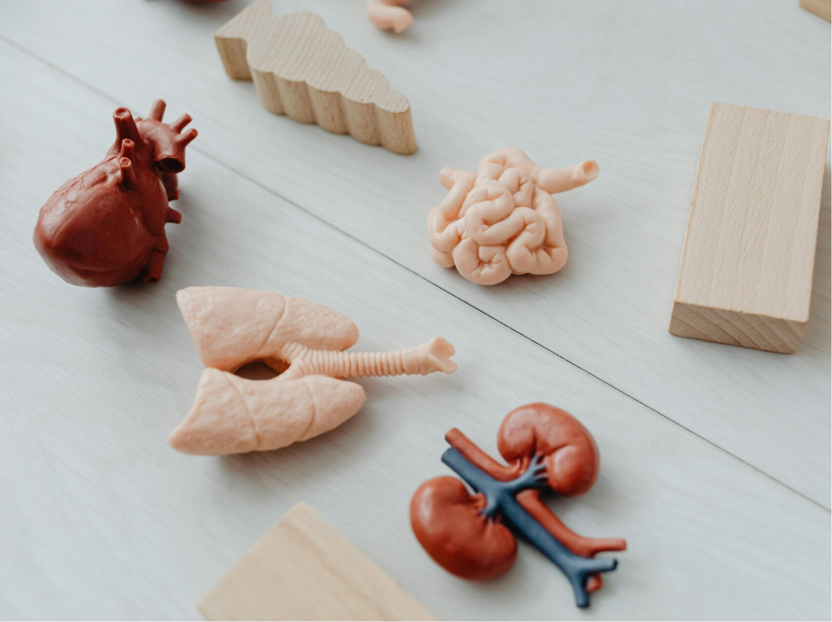 “3D-geprinte menselijke organen als educatieve voorbeelden voor anatomie en medische training.”