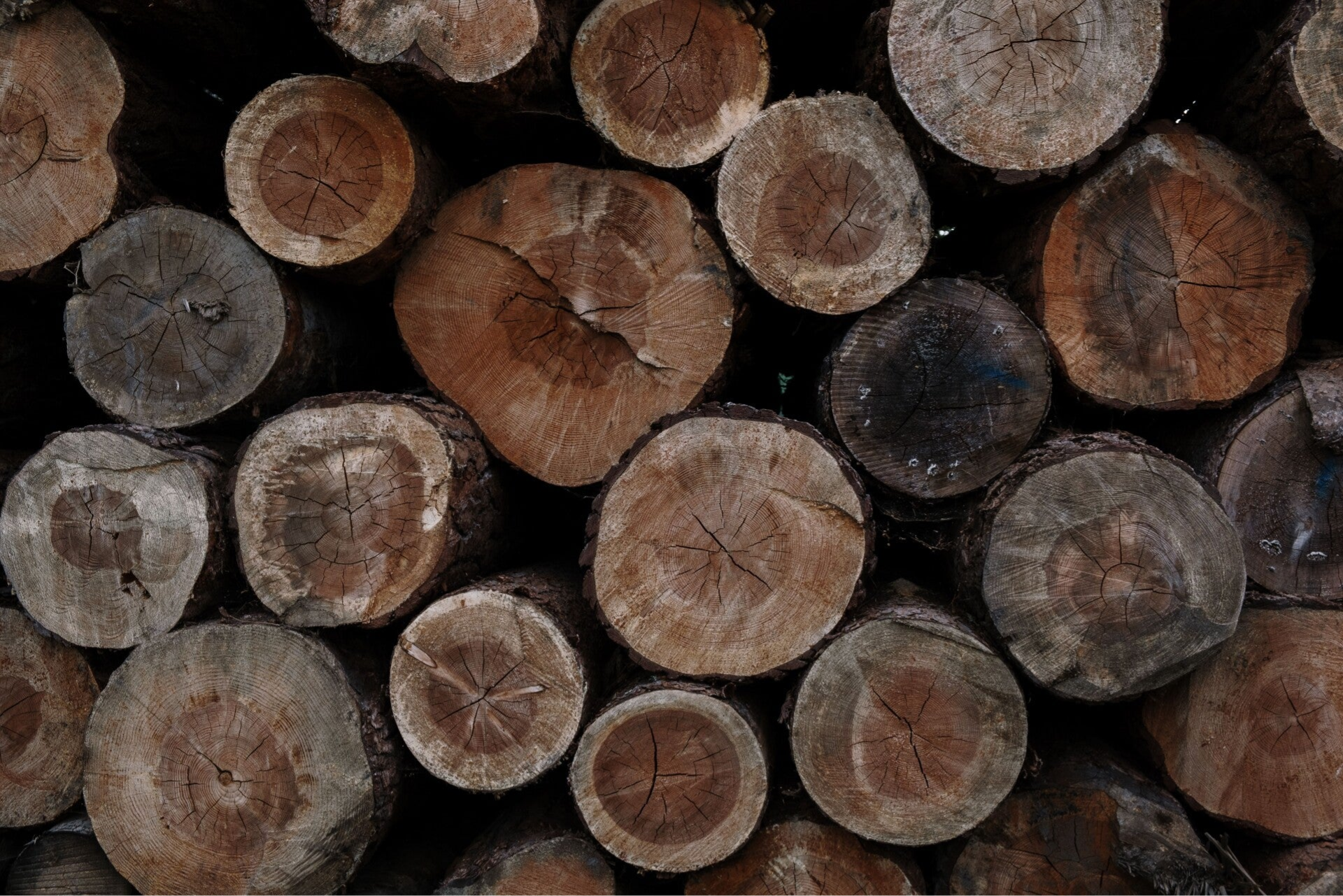 Comparatif des essences de bois