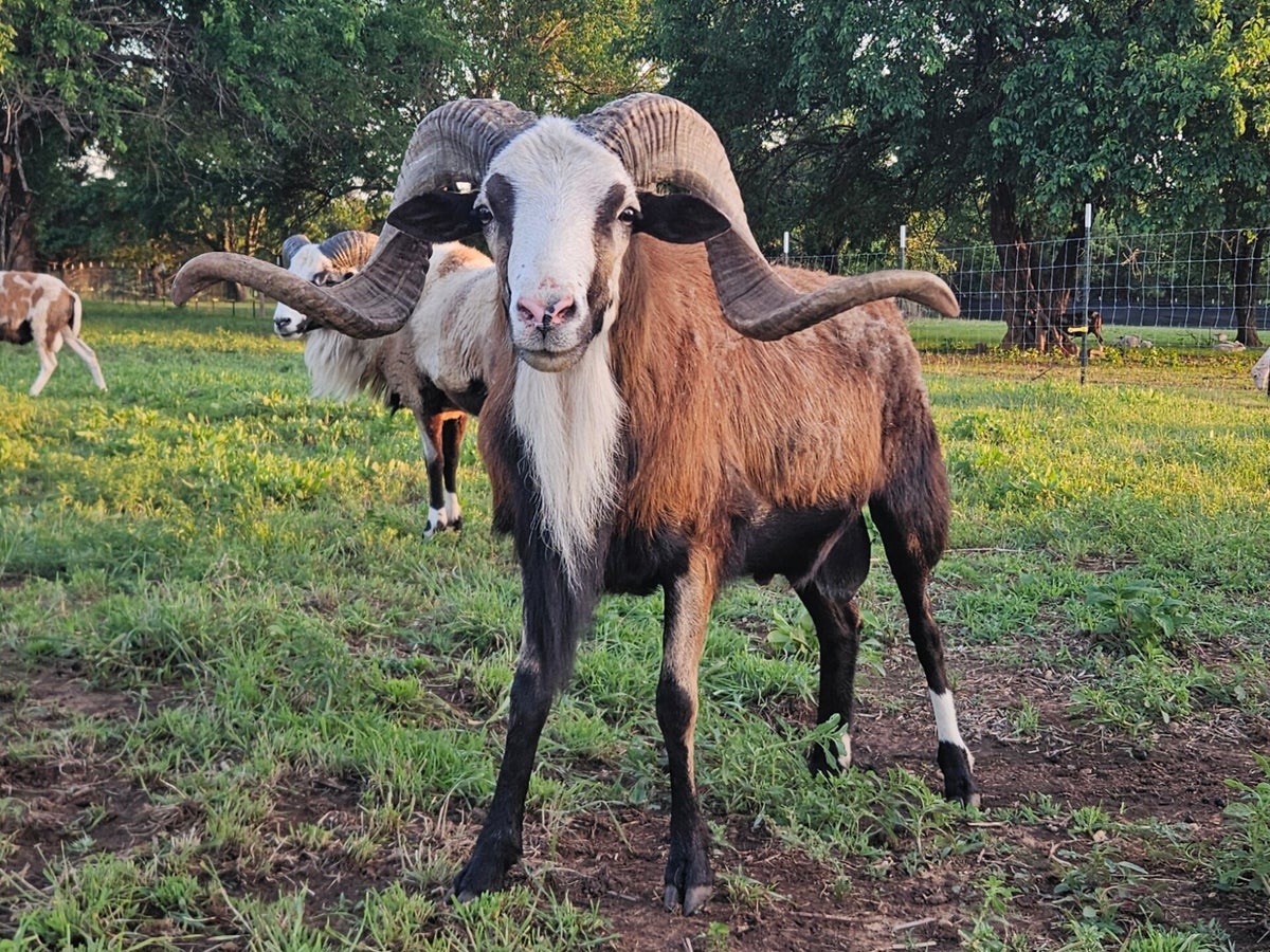 Mapple Ranch Breeding Rams / Painted Desert Sheep | Red Maple Ranch