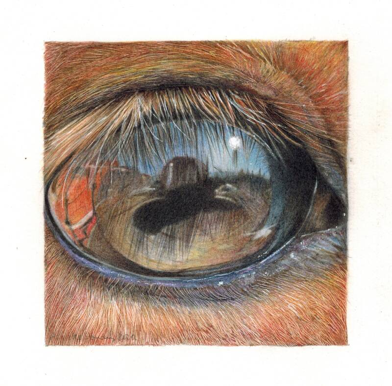 horse-standard-c3yuyv.jpg