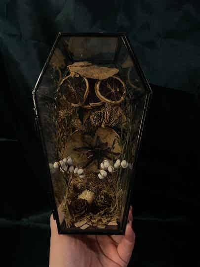 Tarantula in coffin
