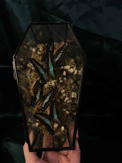 Graphium sarpedon & Graphium doson in coffin